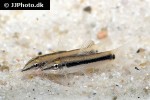 ambastaia nigrolineata ambastaia nigrolineata