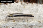 ambastaia nigrolineata ambastaia nigrolineata