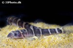 barbucca diabolica barbucca diabolica