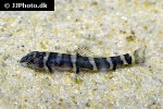 barbucca diabolica barbucca diabolica