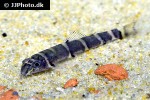 barbucca diabolica barbucca diabolica