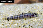 barbucca diabolica barbucca diabolica