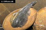 beaufortia kweichowensis beaufortia kweichowensis