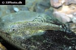 beaufortia leveretti beaufortia leveretti