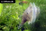 beaufortia leveretti beaufortia leveretti