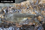 beaufortia leveretti beaufortia leveretti