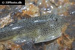 beaufortia leveretti beaufortia leveretti
