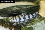 botia histrionica botia histrionica