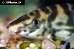 botia histrionica botia histrionica