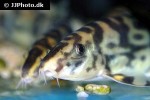 botia histrionica botia histrionica