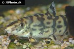botia histrionica botia histrionica