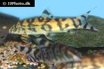 botia histrionica botia histrionica