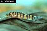 botia histrionica botia histrionica