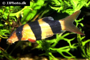 Loaches