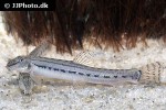 cobitis cf sinensis cobitis cf sinensis