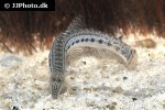 cobitis cf sinensis cobitis cf sinensis