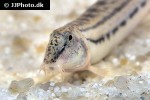 cobitis cf sinensis cobitis cf sinensis