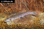 cobitis laoensis cobitis laoensis