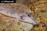cobitis laoensis cobitis laoensis