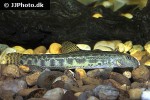 cobitis paludica cobitis paludica