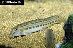 cobitis sinensis cobitis sinensis