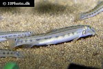 cobitis sinensis cobitis sinensis