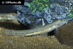 cobitis sinensis cobitis sinensis
