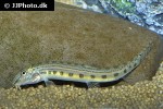 cobitis sinensis cobitis sinensis