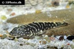 gastromyzon cf zebrinus gastromyzon cf zebrinus