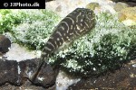 gastromyzon cf zebrinus gastromyzon cf zebrinus
