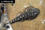 gastromyzon cf zebrinus gastromyzon cf zebrinus