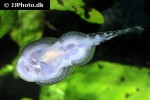 gastromyzon cf zebrinus gastromyzon cf zebrinus