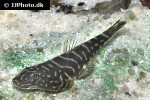 gastromyzon cf zebrinus gastromyzon cf zebrinus