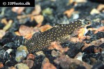 gastromyzon ctenocephalus gastromyzon ctenocephalus