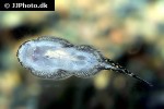 gastromyzon ctenocephalus gastromyzon ctenocephalus
