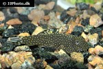 gastromyzon ctenocephalus gastromyzon ctenocephalus