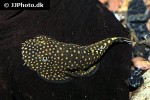 gastromyzon ctenocephalus gastromyzon ctenocephalus