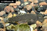 gastromyzon ctenocephalus gastromyzon ctenocephalus