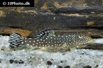 gastromyzon ctenocephalus gastromyzon ctenocephalus