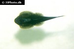 gastromyzon lepidogaster gastromyzon lepidogaster