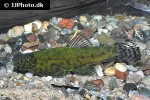 gastromyzon lepidogaster gastromyzon lepidogaster