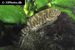 gastromyzon lepidogaster gastromyzon lepidogaster