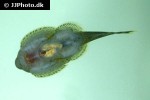 gastromyzon lepidogaster gastromyzon lepidogaster