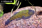 gastromyzon lepidogaster gastromyzon lepidogaster
