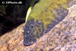 gastromyzon lepidogaster gastromyzon lepidogaster