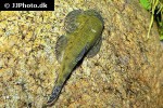 gastromyzon lepidogaster gastromyzon lepidogaster