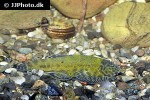 gastromyzon lepidogaster gastromyzon lepidogaster