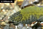 gastromyzon lepidogaster gastromyzon lepidogaster