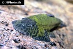 gastromyzon lepidogaster gastromyzon lepidogaster