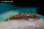 gastromyzon ocellatus gastromyzon ocellatus